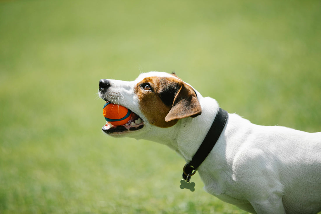 The Dog Park and the Accidental E-Collar Zap