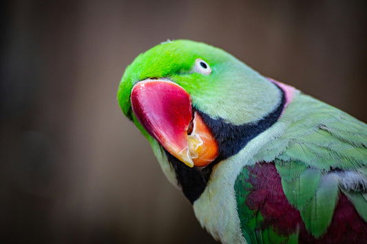 The Parrot, the Porn, and the HOA Meeting