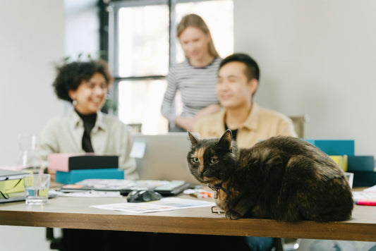 The Zoom Meeting and the Rogue Cat