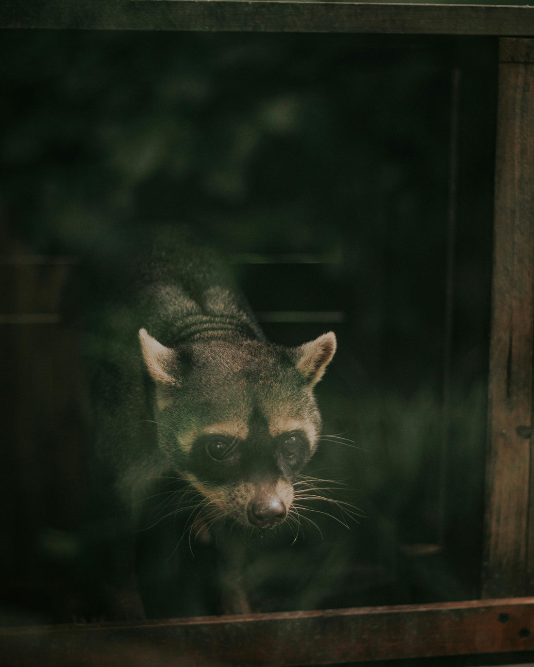 The Raccoon Raid and the Rubber Gloves
