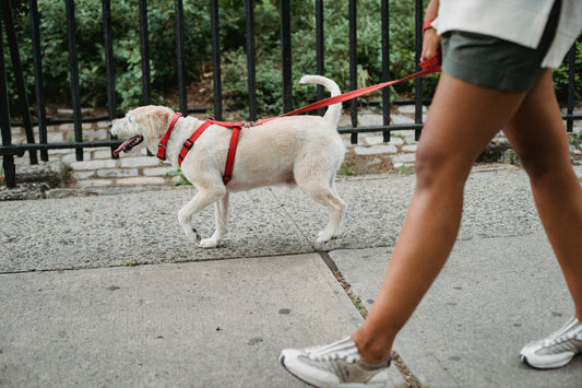 The Dog Walk and the Wrong Poop Bag